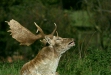 Fallow Deer <i>Dama dama</i>